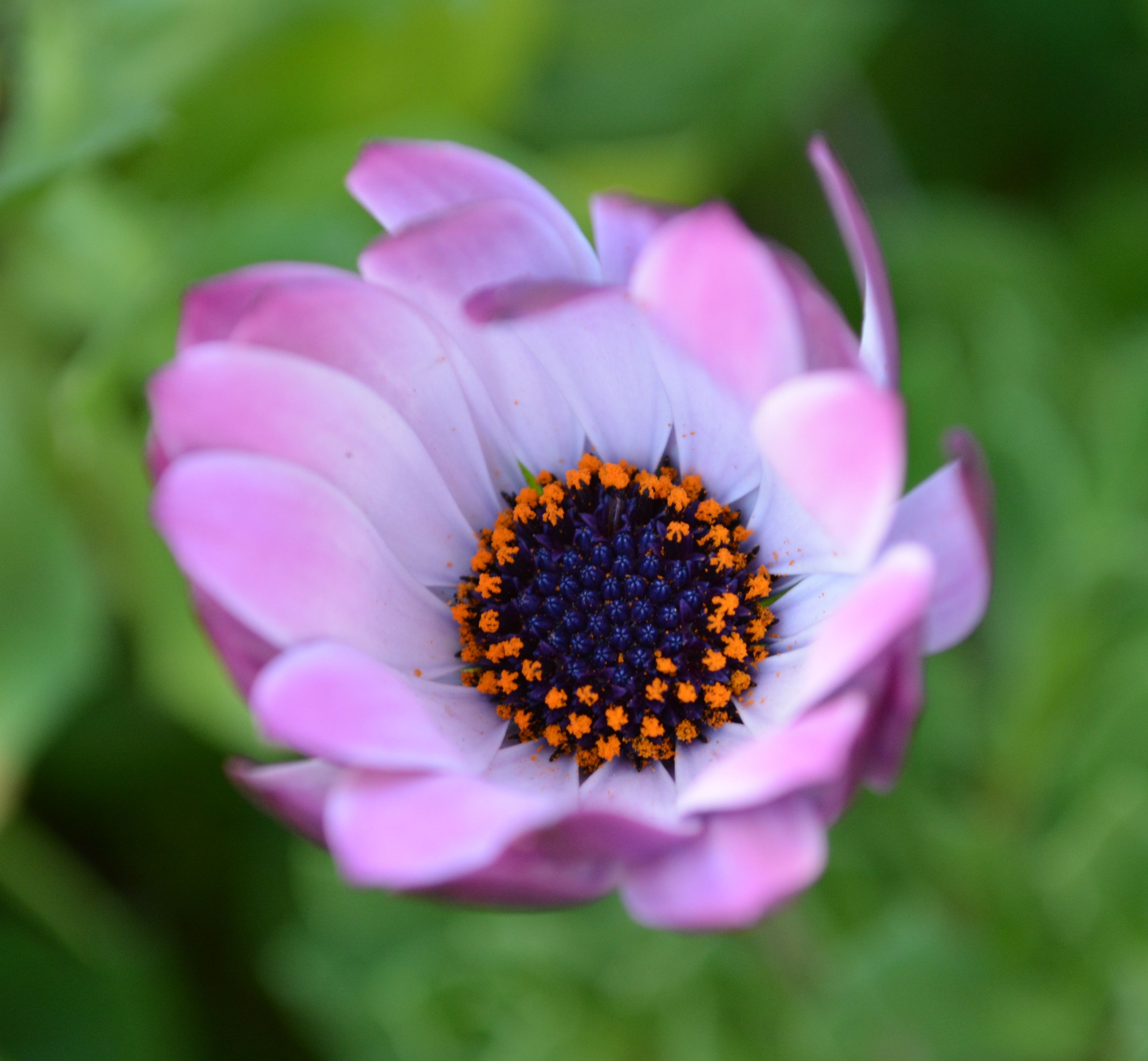 Fonds d'cran Nature Fleurs 