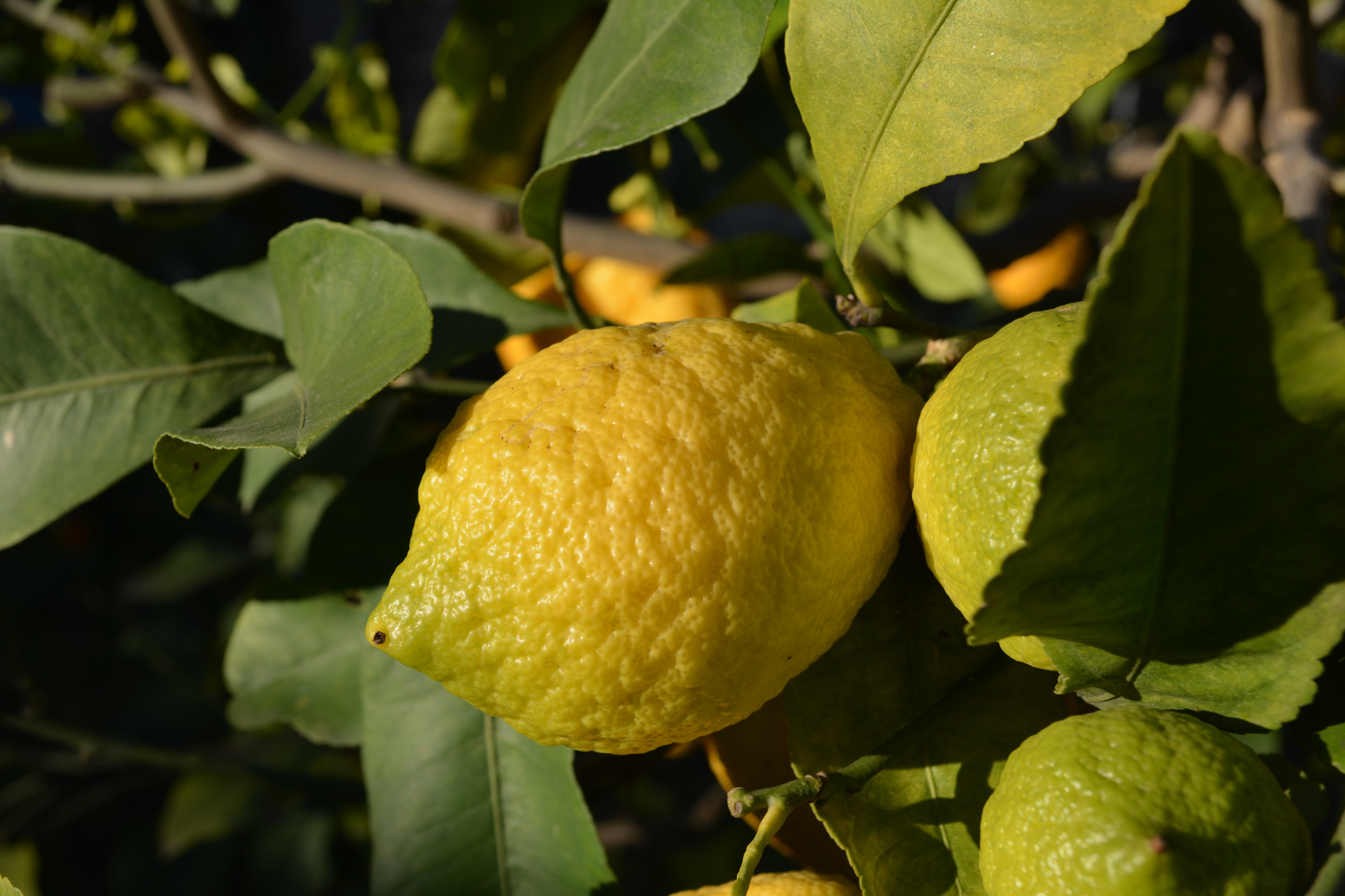 Fonds d'cran Nature Fruits 