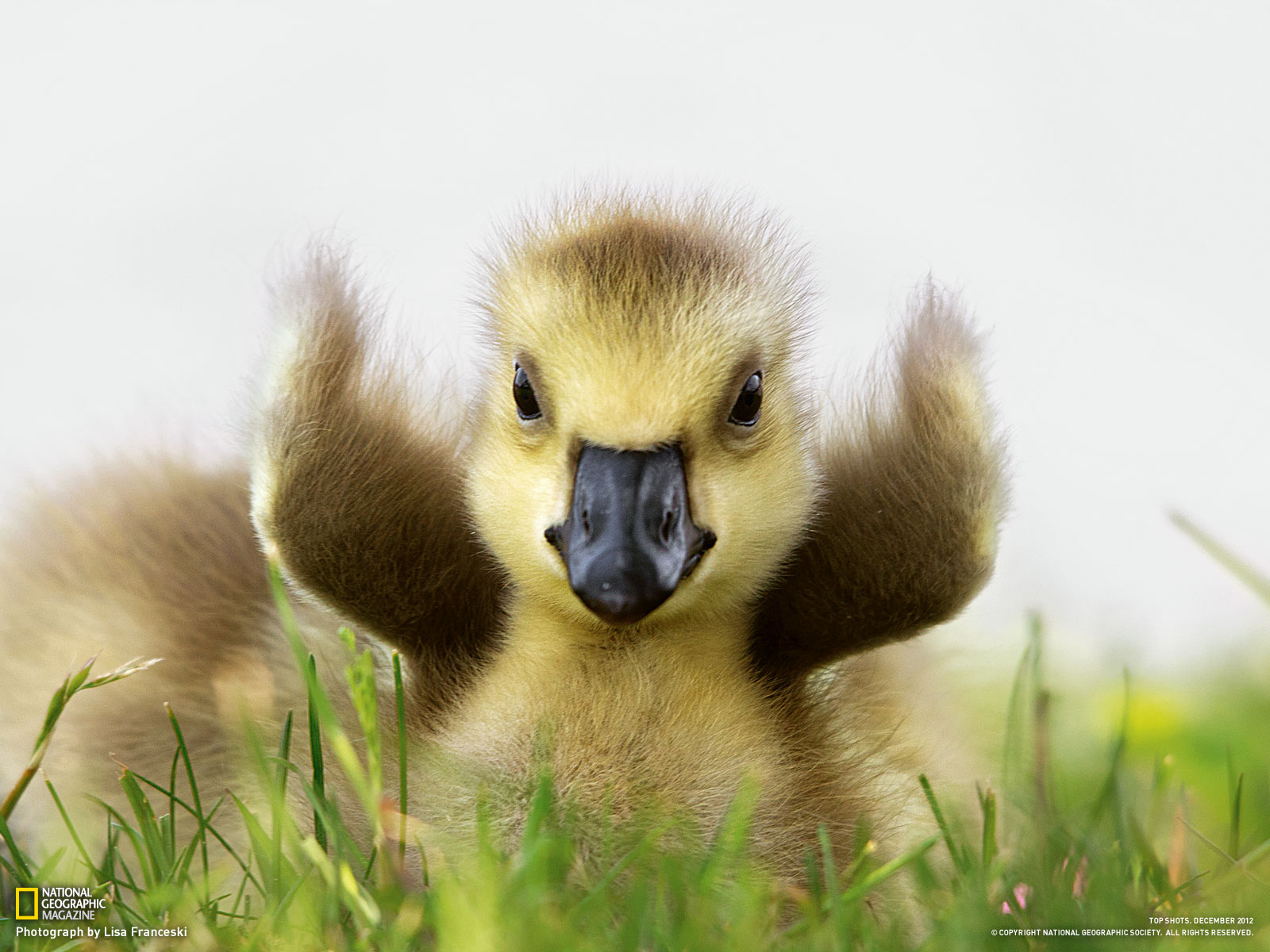 Wallpapers Animals Birds - Ducks 