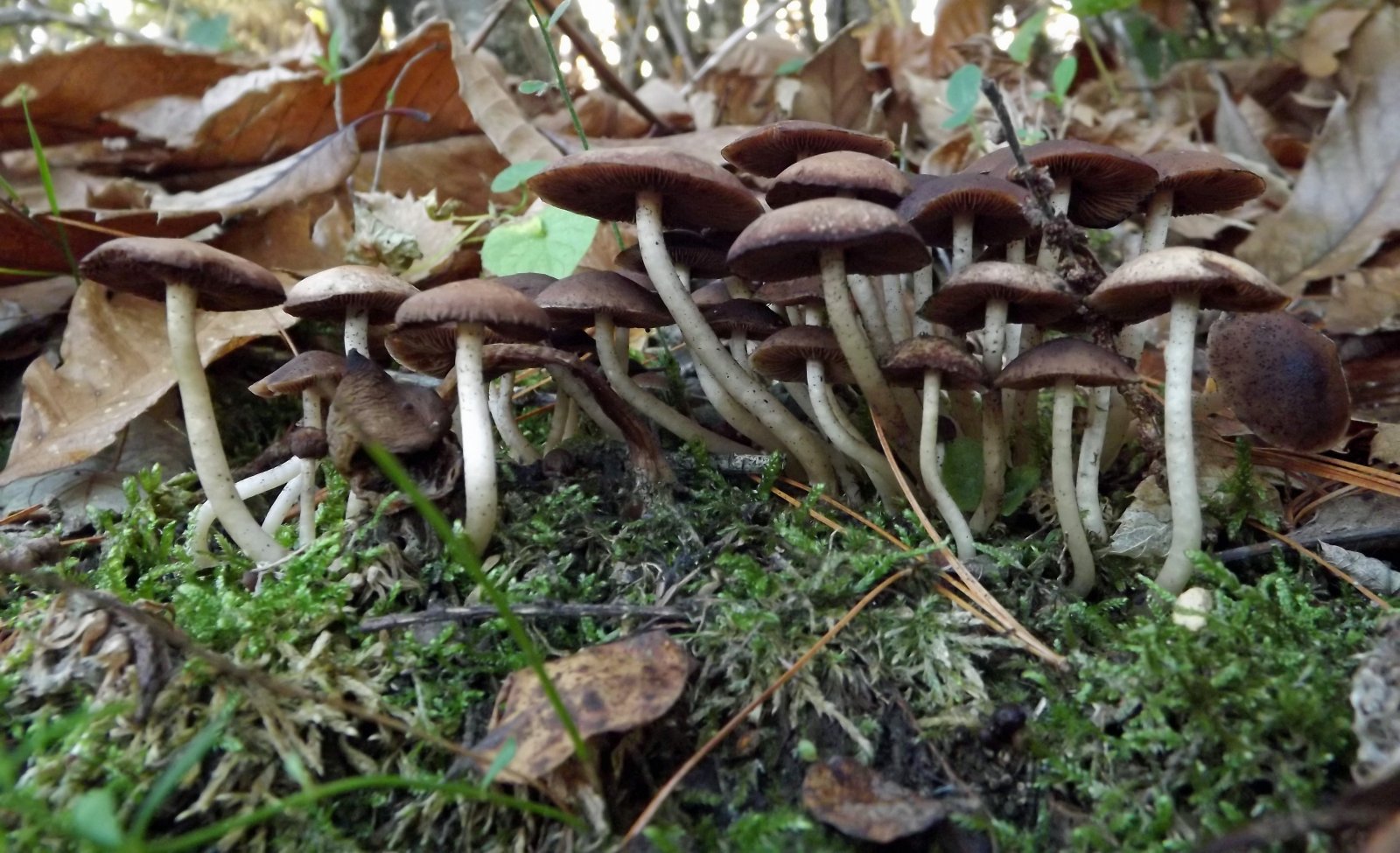 Fonds d'cran Nature Champignons une forêt de champignons