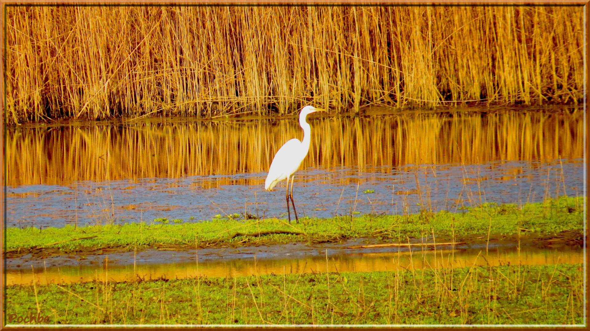 Wallpapers Animals Birds - Egrets 