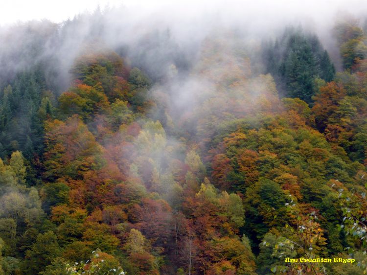 Wallpapers Nature Trees - Forests Col de Lgrillou