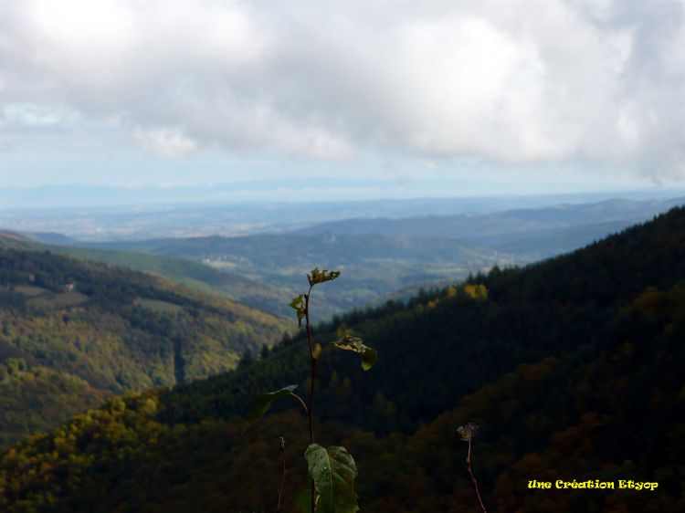 Fonds d'cran Nature Arbres - Forts Col de Lgrillou