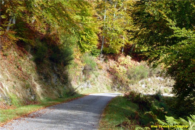 Wallpapers Nature Trees - Forests Col de Lgrillou