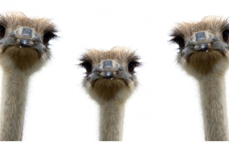 Wallpapers Animals Birds - Ostriches and Emus Wallpaper N328073