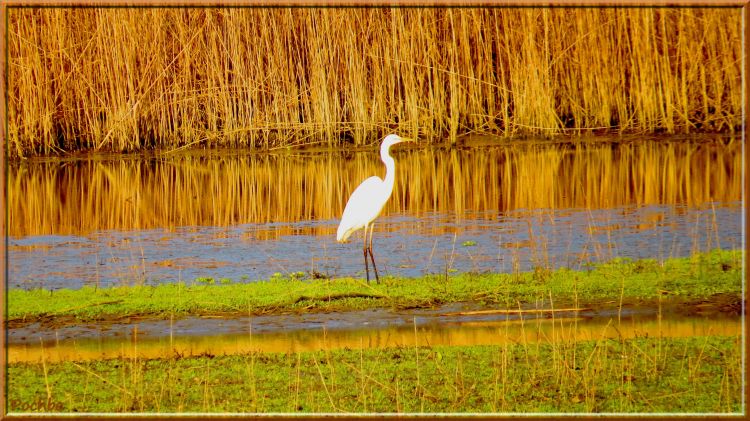 Fonds d'cran Animaux Oiseaux - Aigrettes Wallpaper N328153