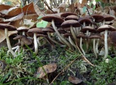  Nature une forêt de champignons