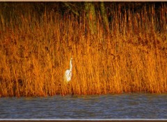  Animaux Image sans titre N328152