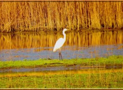  Animaux Image sans titre N328153