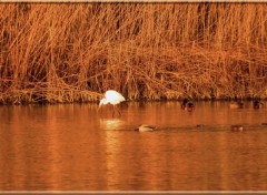  Animaux Image sans titre N328154