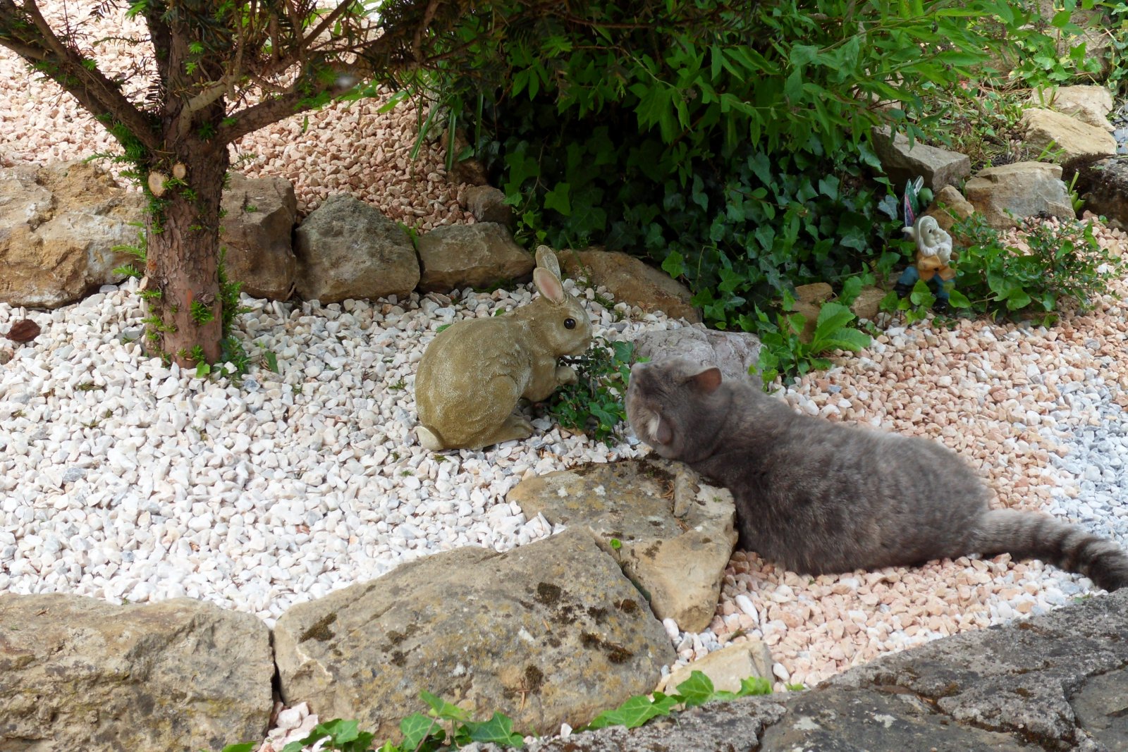 Fonds d'cran Animaux Chats - Chatons 