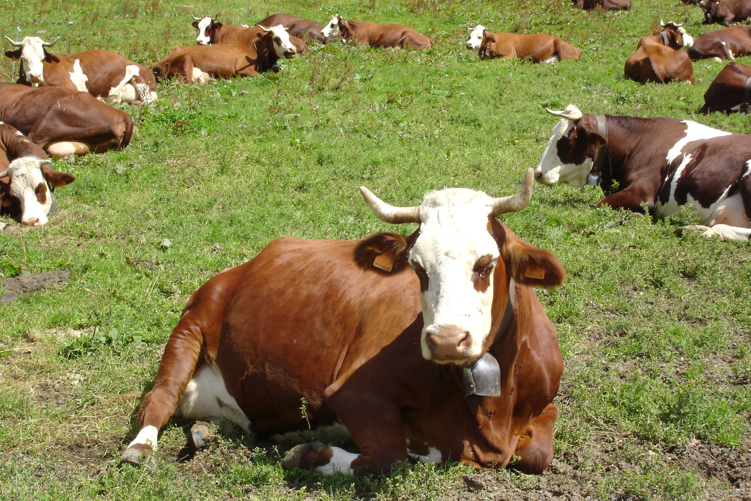 Fonds d'cran Animaux Vaches - Taureaux - Boeufs 