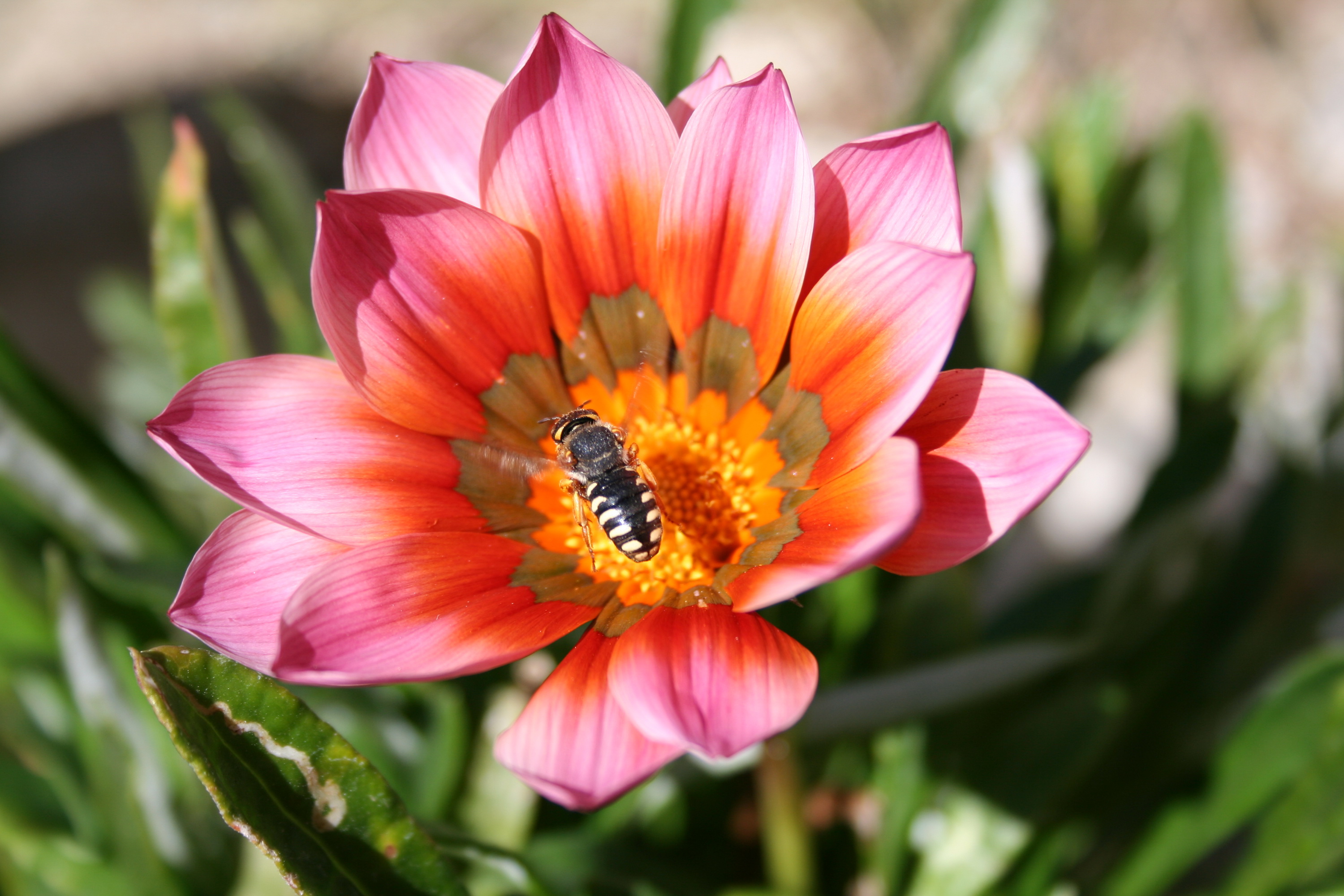 Fonds d'cran Nature Fleurs 