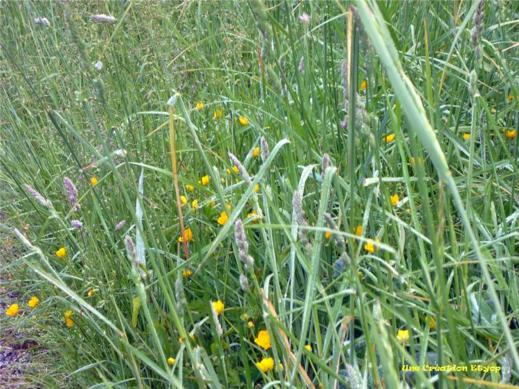 Fonds d'cran Nature Herbes Ma Campagne