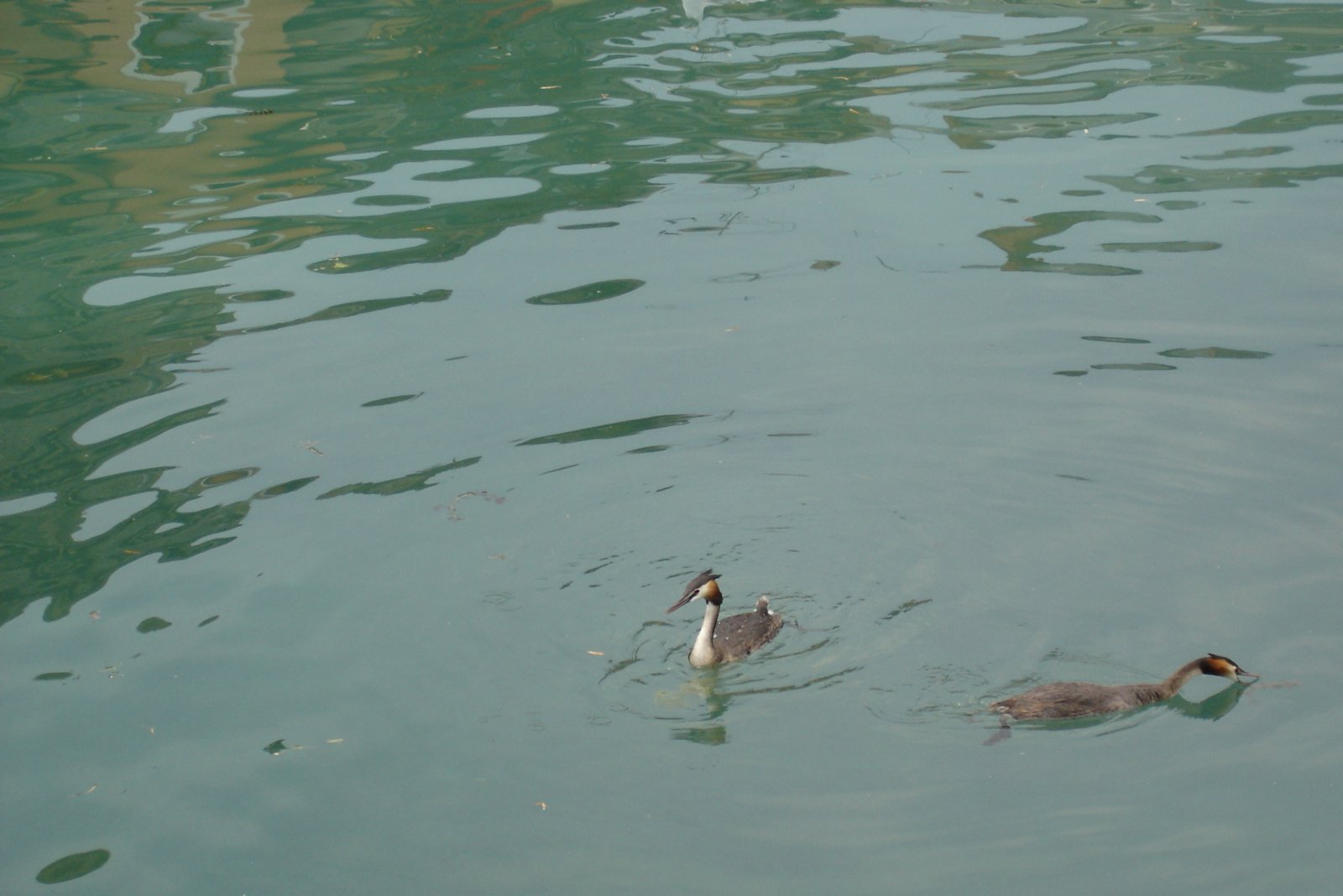 Fonds d'cran Animaux Oiseaux - Divers 