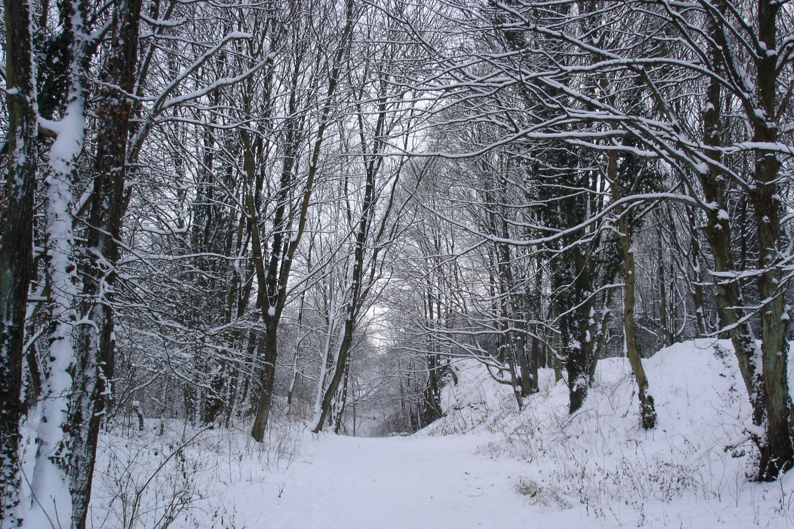 Fonds d'cran Nature Saisons - Hiver 