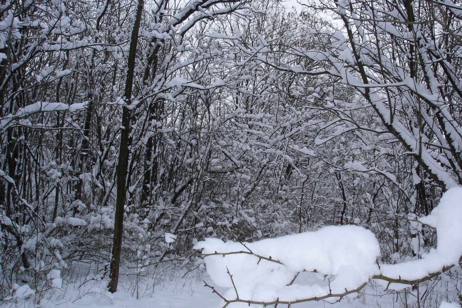 Fonds d'cran Nature Saisons - Hiver 