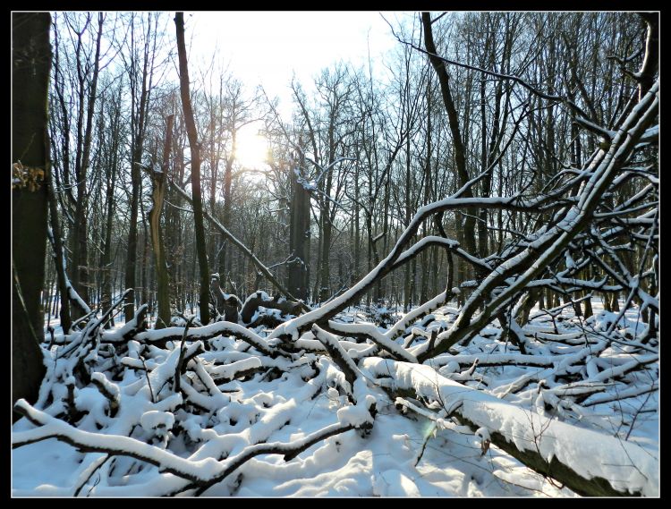 Fonds d'cran Nature Saisons - Hiver Hiver rude