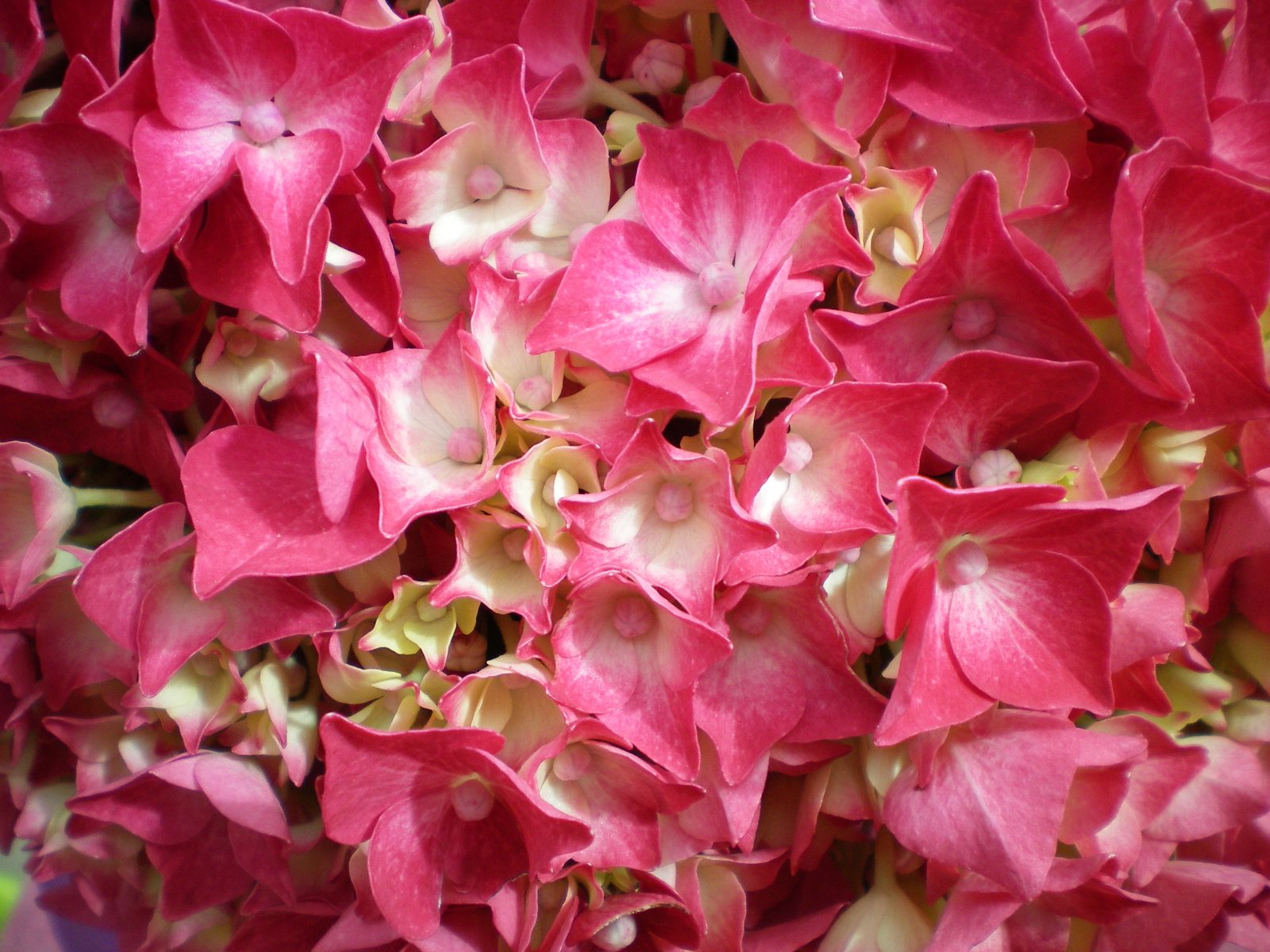 Fonds d'cran Nature Fleurs HORTENSIAS MORBIHAN