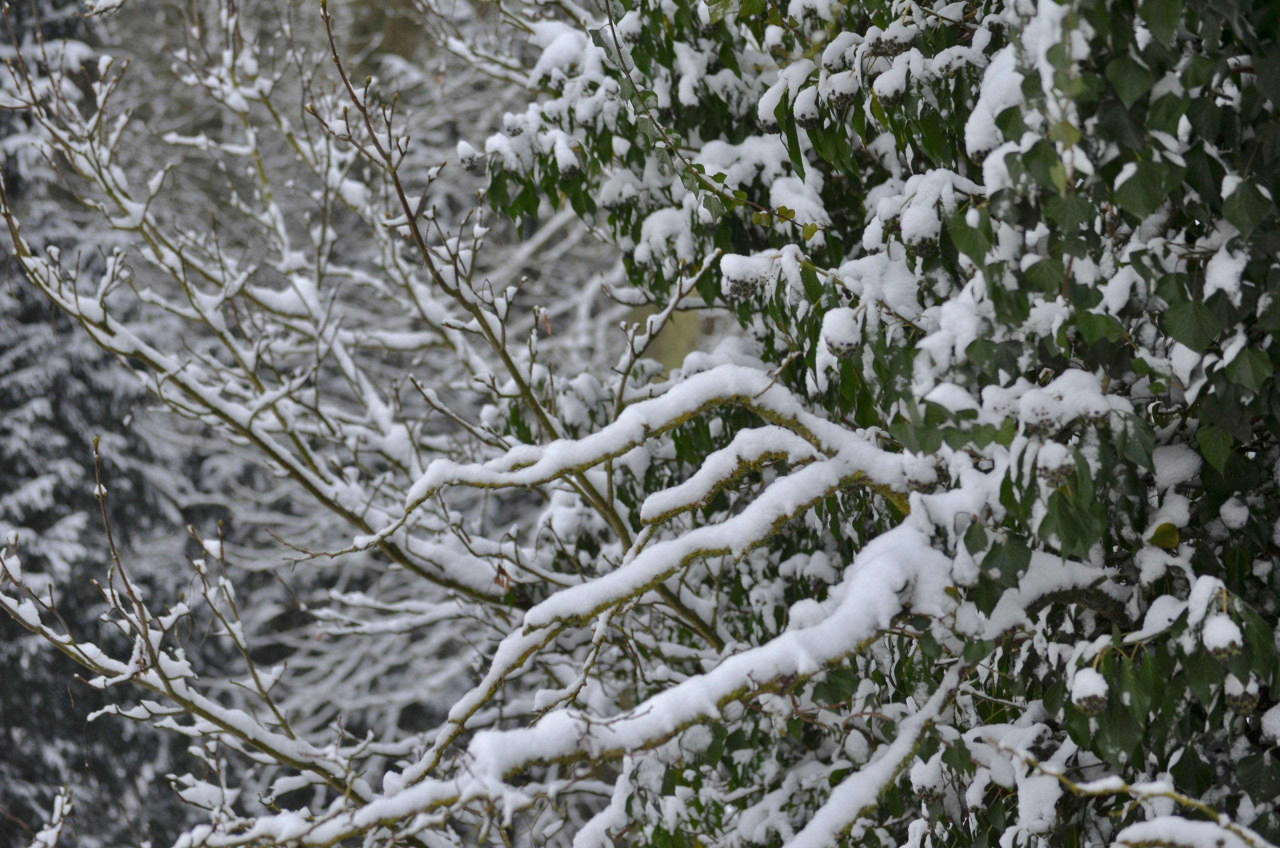 Fonds d'cran Nature Saisons - Hiver 