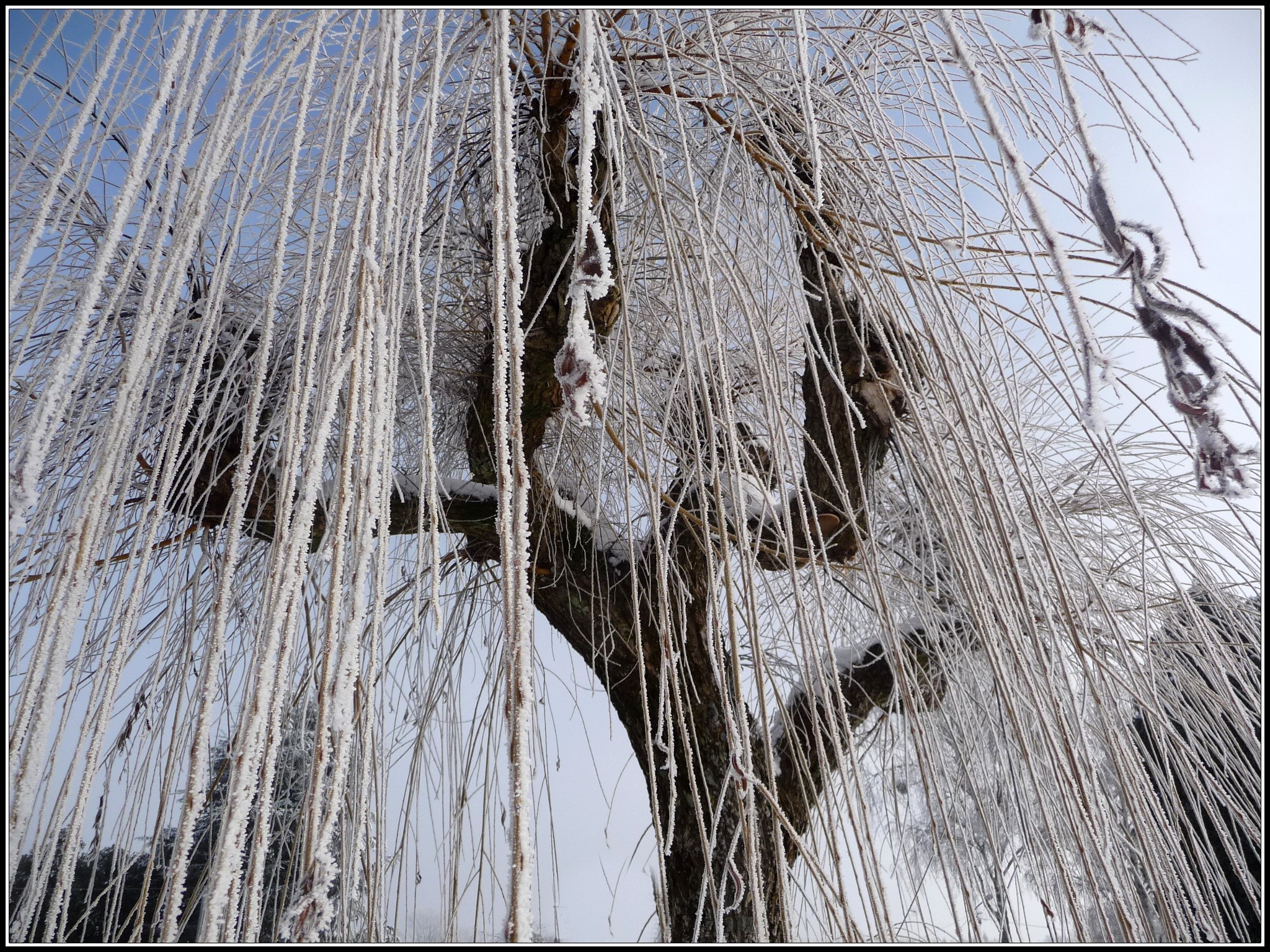 Fonds d'cran Nature Saisons - Hiver Habit d'hiver