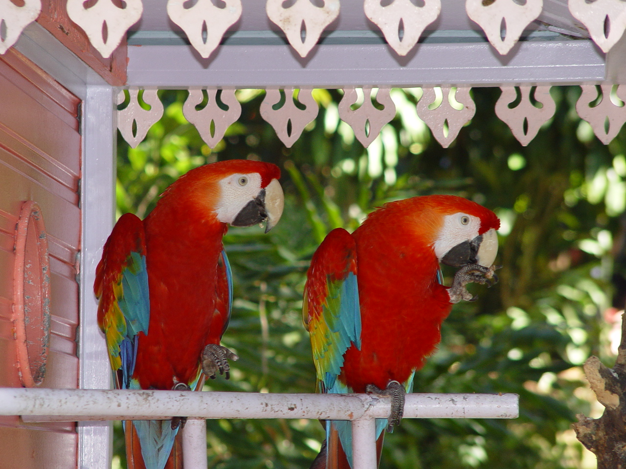 Fonds d'cran Animaux Oiseaux - Perroquets 