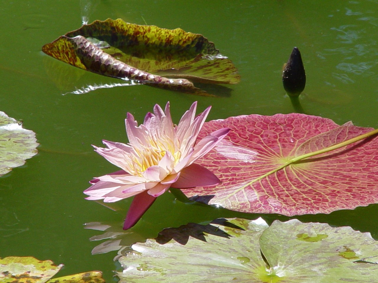 Fonds d'cran Nature Fleurs 