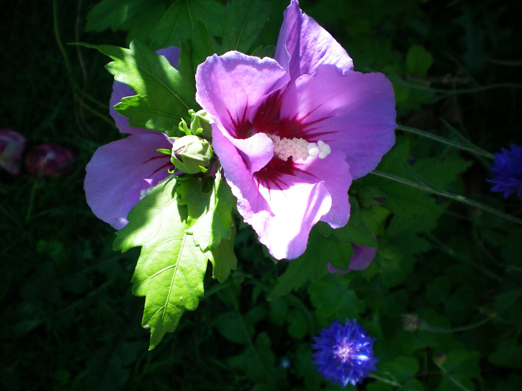 Fonds d'cran Nature Fleurs Altha...