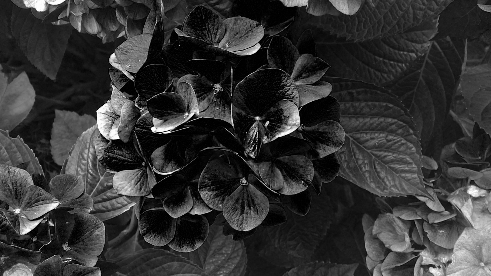 Fonds d'cran Nature Fleurs Hortensias effet noir