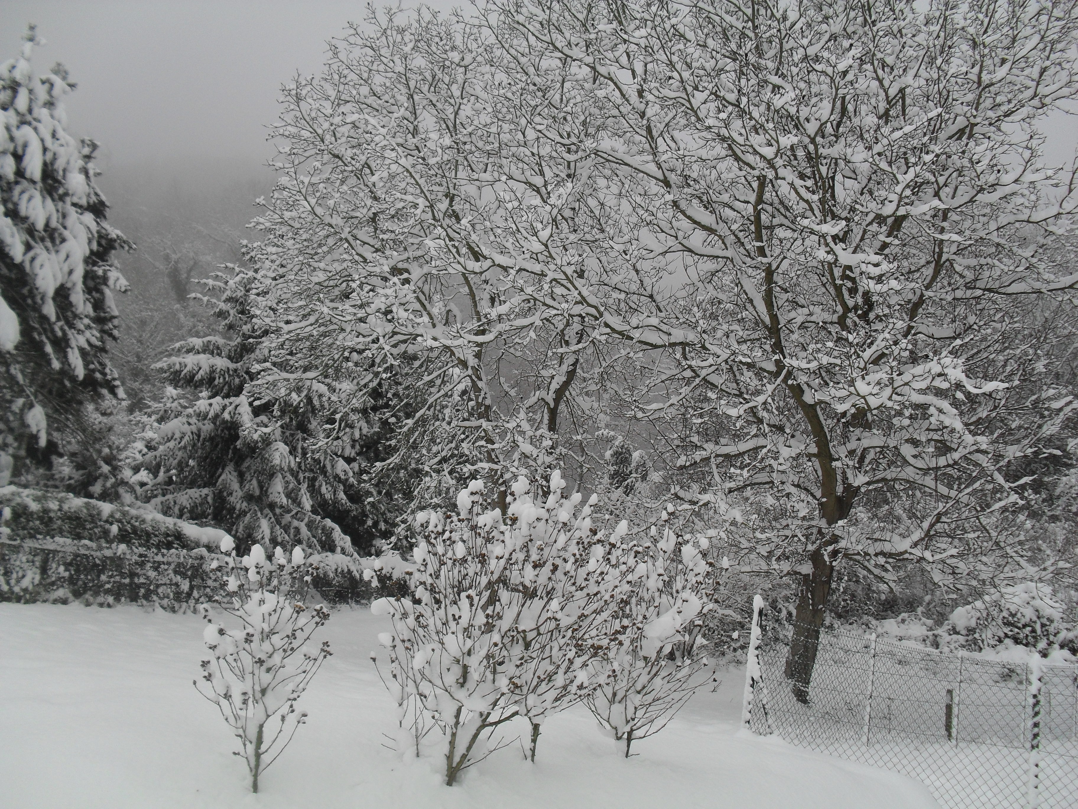 Fonds d'cran Nature Saisons - Hiver Vive la neige !