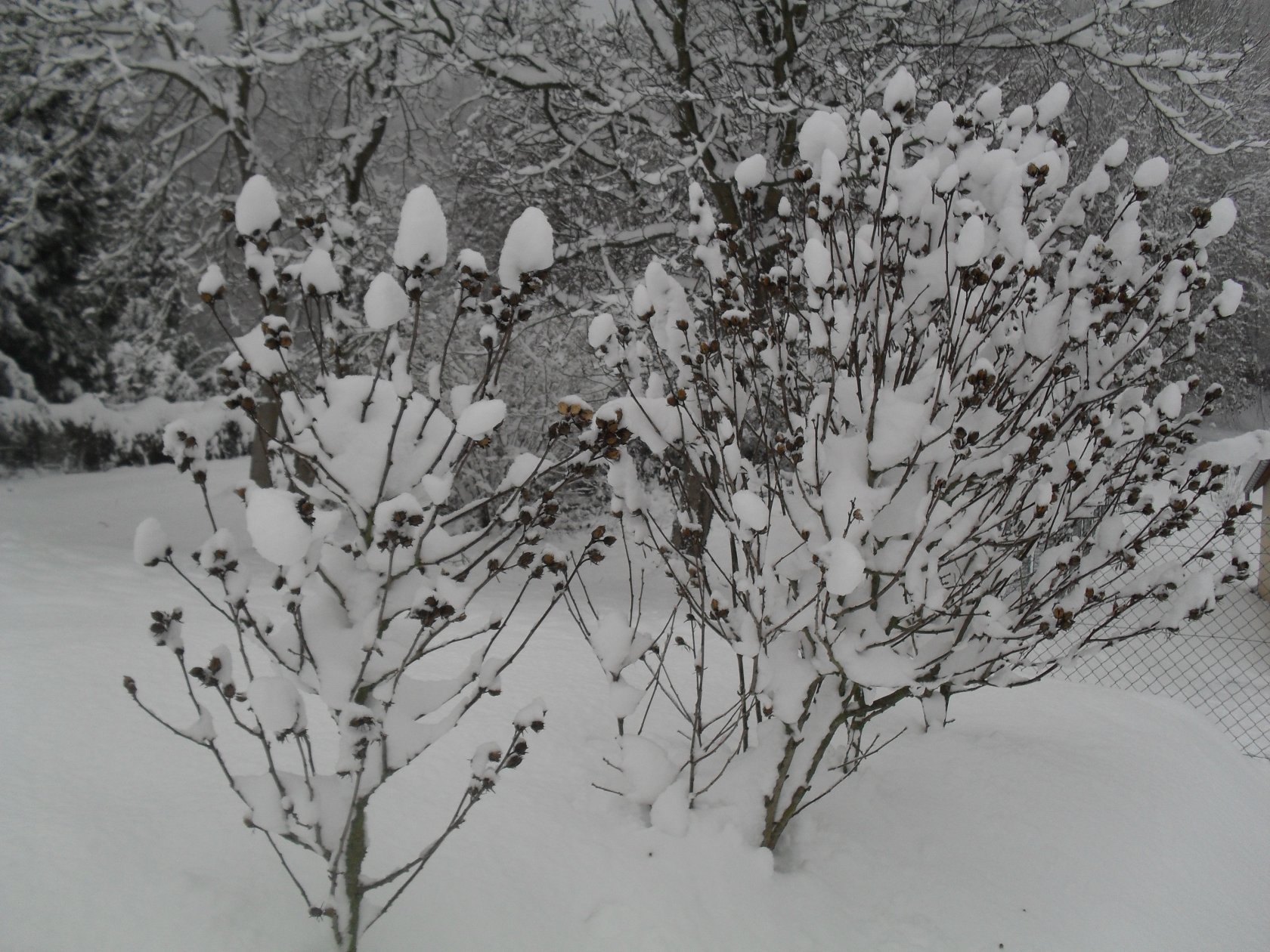 Fonds d'cran Nature Saisons - Hiver 