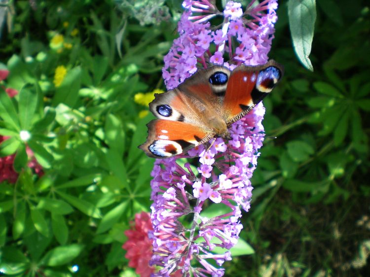 Fonds d'cran Animaux Insectes - Papillons MACHAON SUR ARBRE A PAPILLON