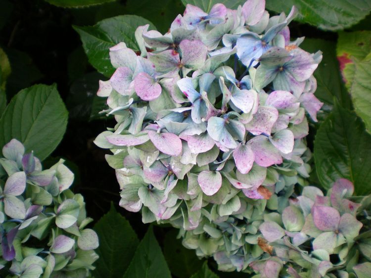 Fonds d'cran Nature Fleurs Hortensias automne