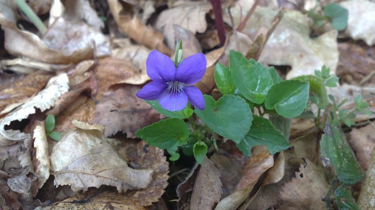 Fonds d'cran Nature Fleurs violette des bois