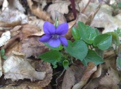  Nature violette des bois