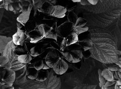  Nature Hortensias effet noir