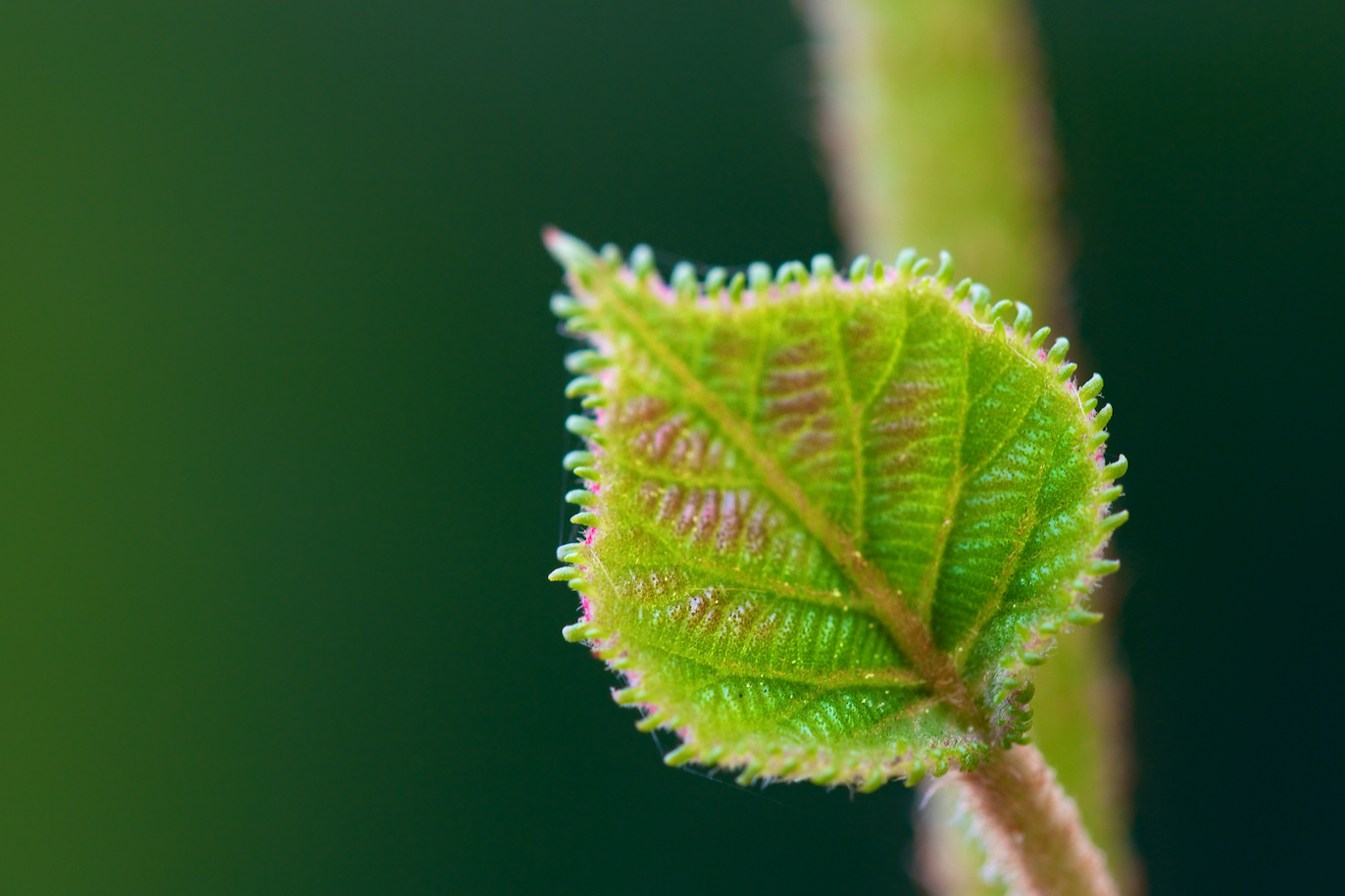 Wallpapers Nature Leaves - Foliage vers la lumire