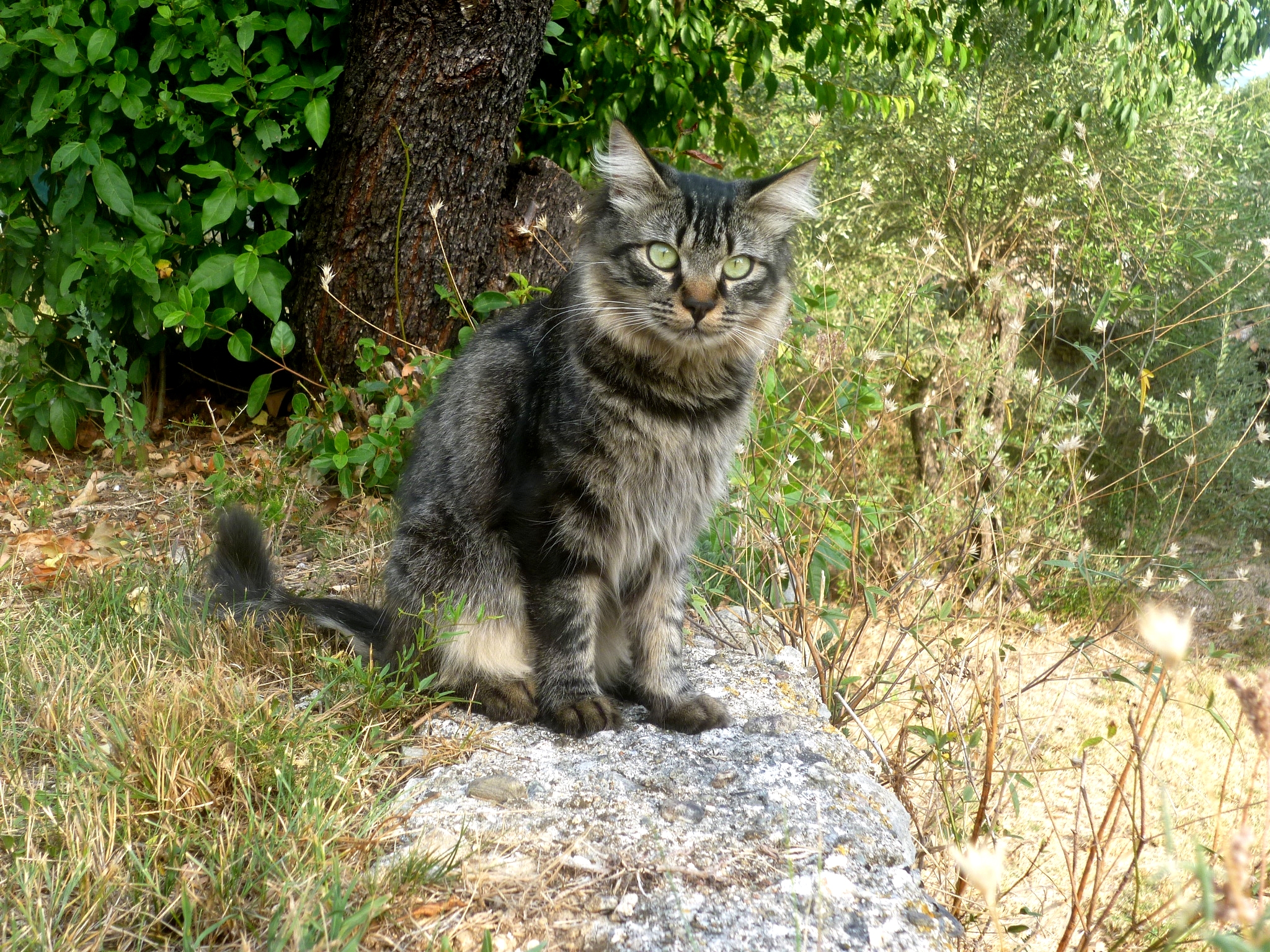 Fonds d'cran Animaux Chats - Chatons Tigrou