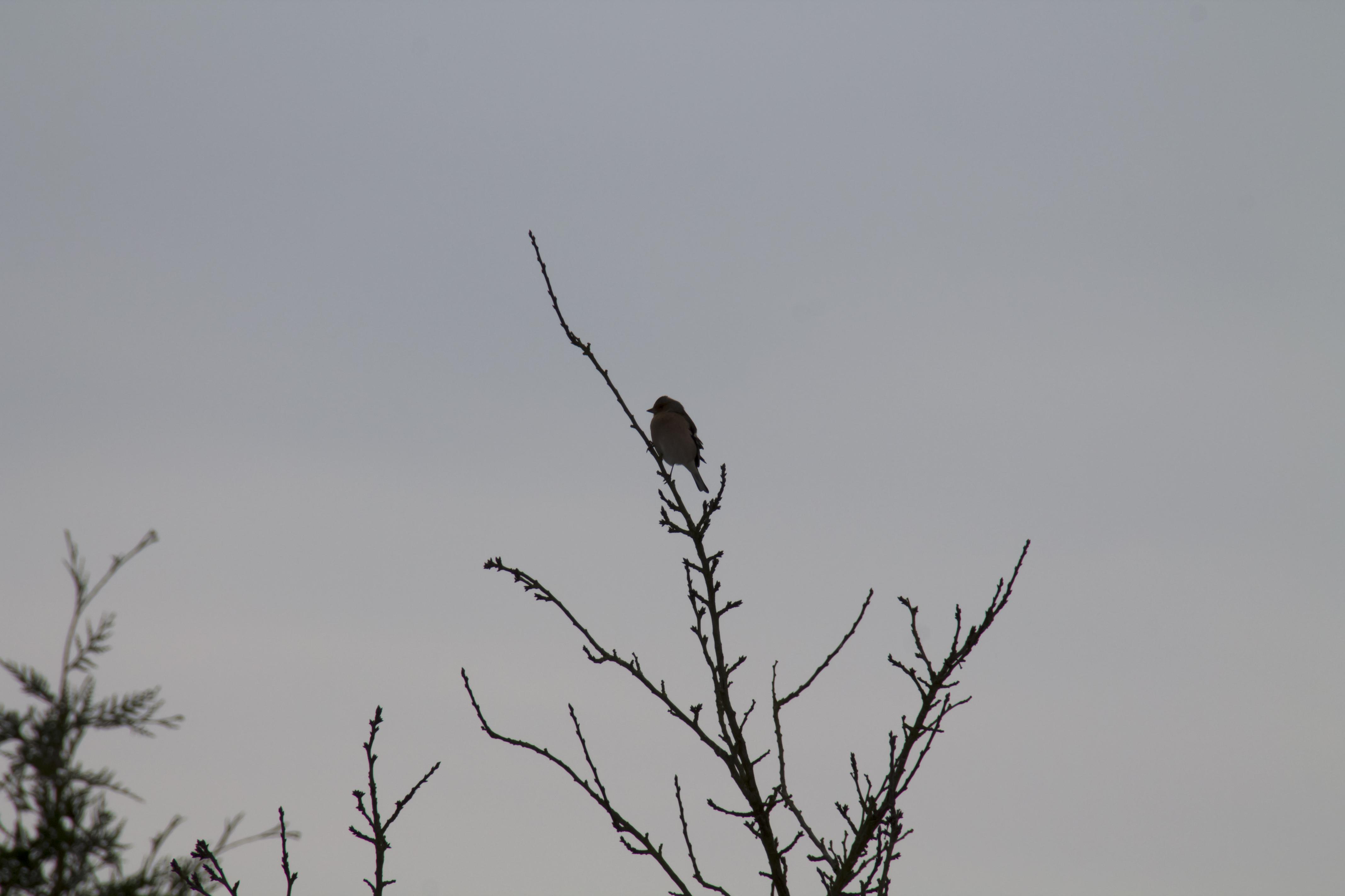 Wallpapers Animals Birds - Misc Petit oiseaux