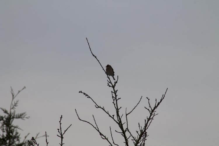 Wallpapers Animals Birds - Misc Petit oiseaux