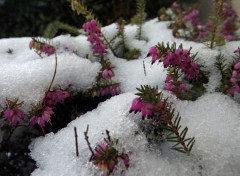  Nature bruyère 