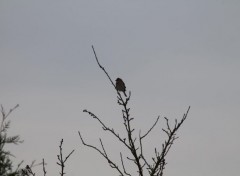  Animaux Petit oiseaux