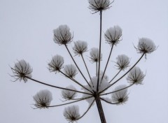  Nature Plante séche enneigée