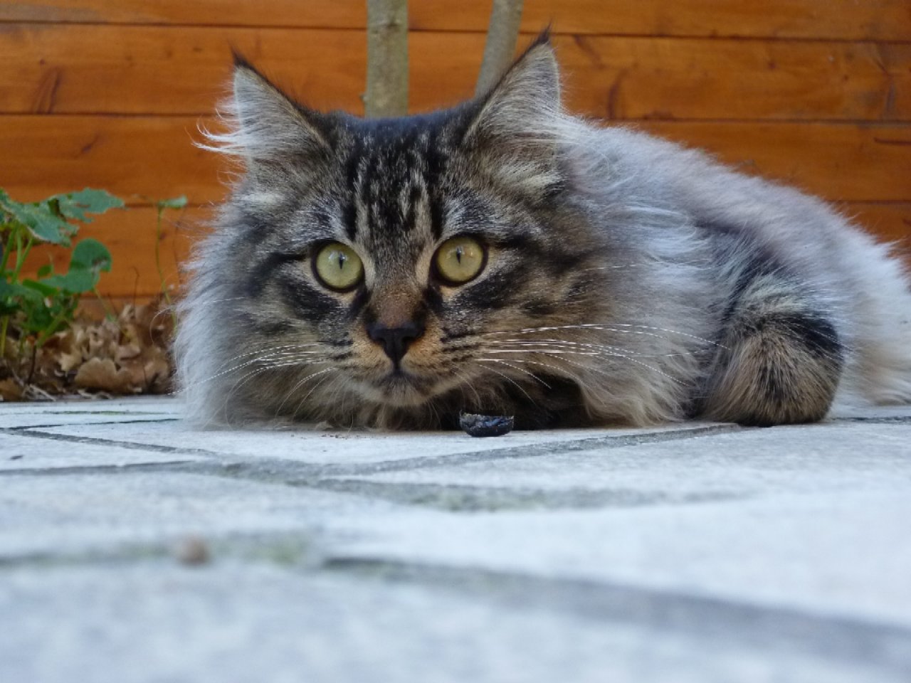 Fonds d'cran Animaux Chats - Chatons C'est mon Tigrou !