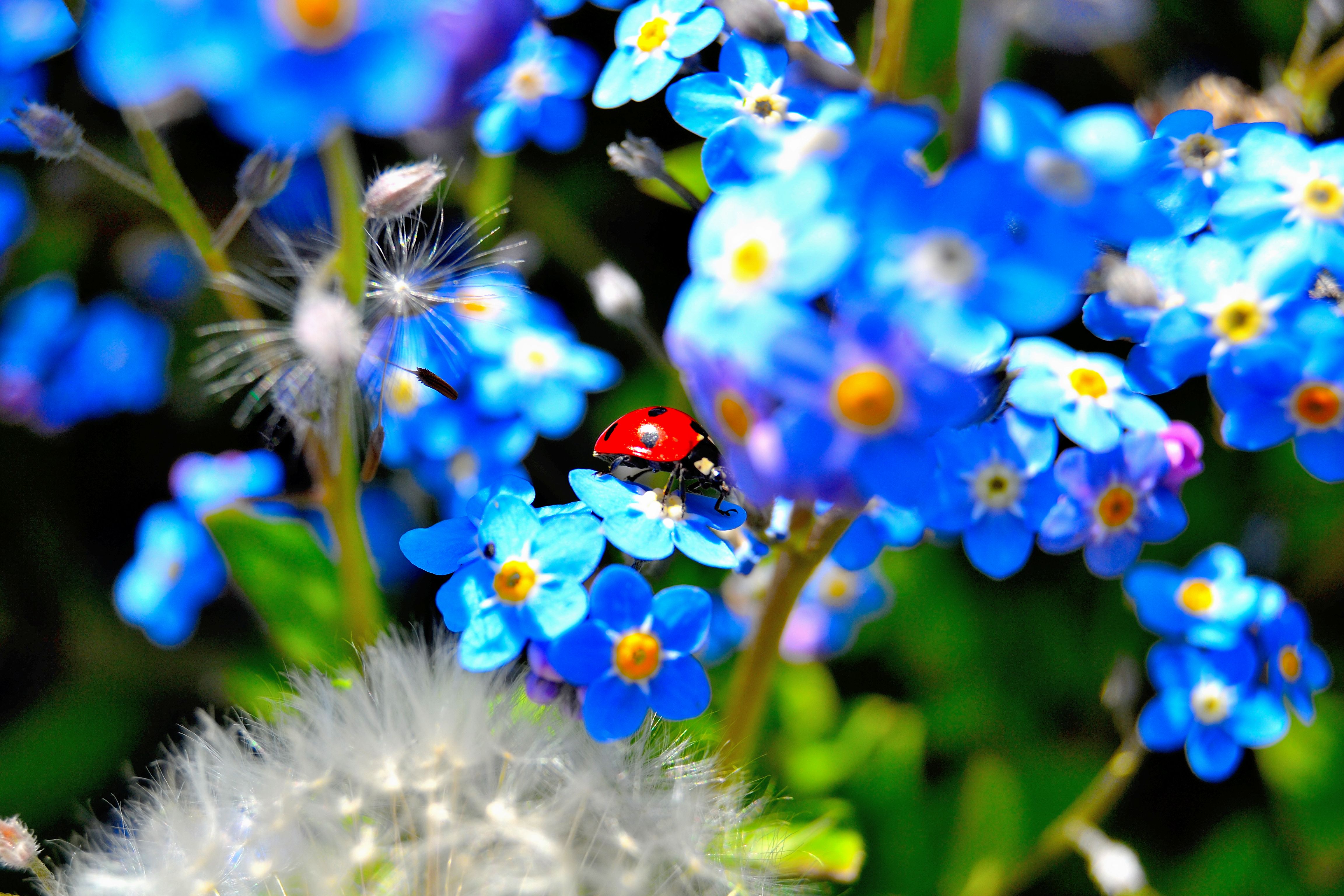 Fonds d'cran Animaux Insectes - Coccinelles jardin du printemps