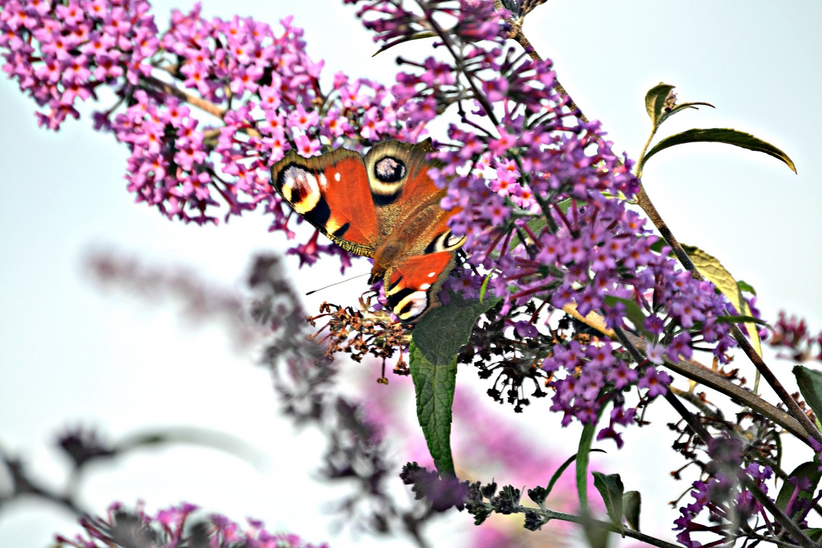 Fonds d'cran Animaux Insectes - Papillons jardin du printemps