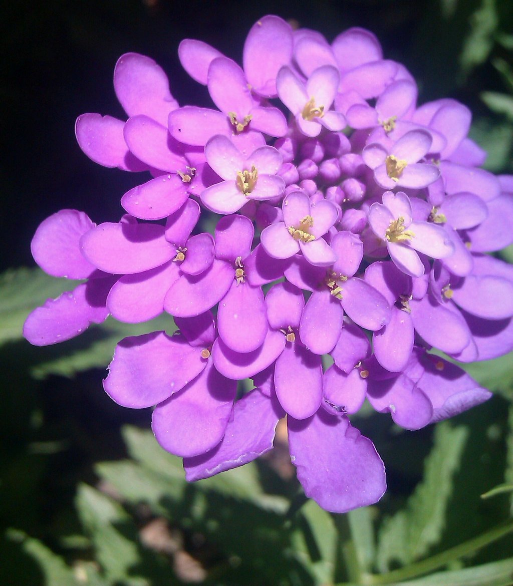 Fonds d'cran Nature Fleurs 