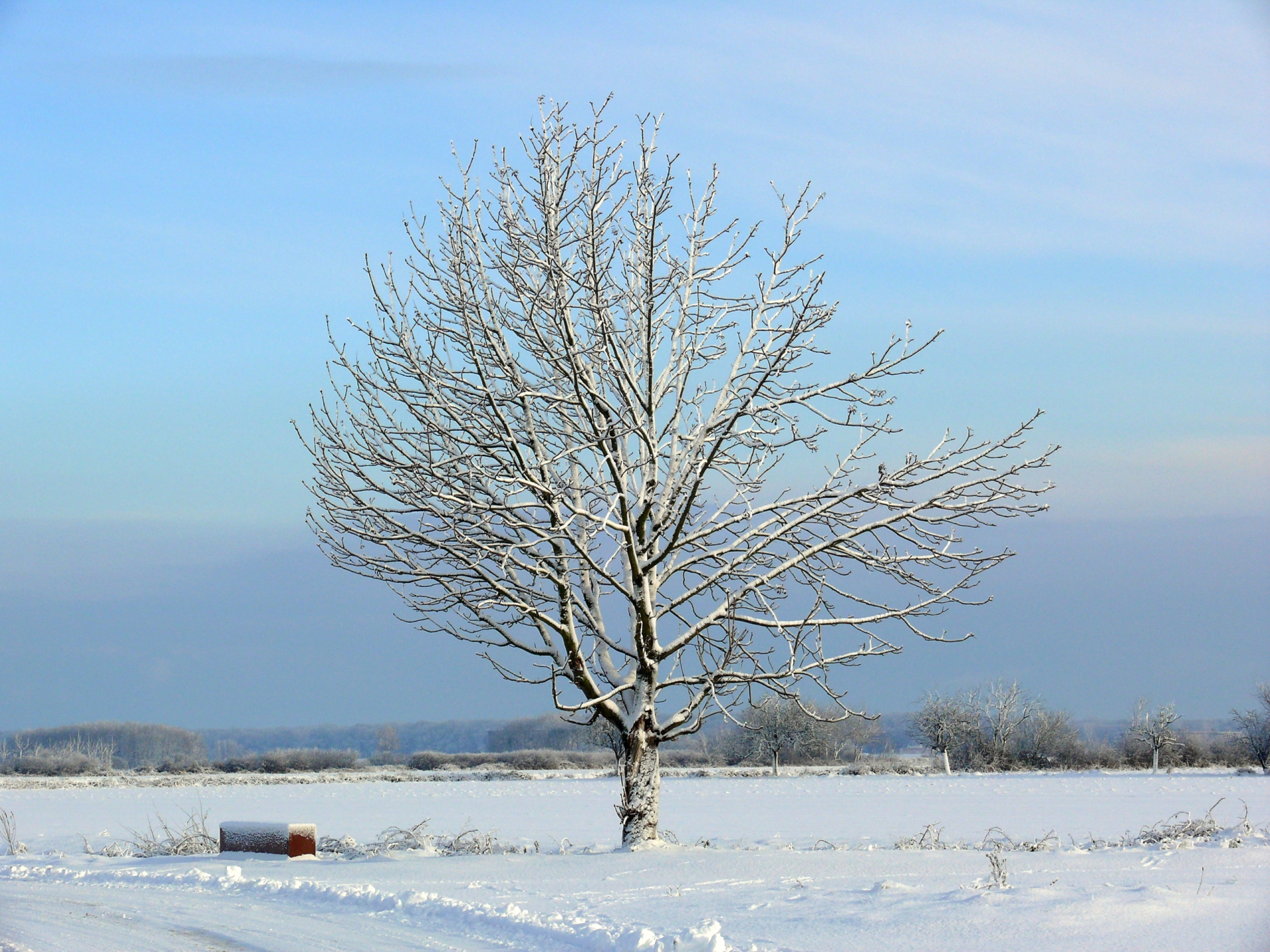 Fonds d'cran Nature Arbres - Forts 