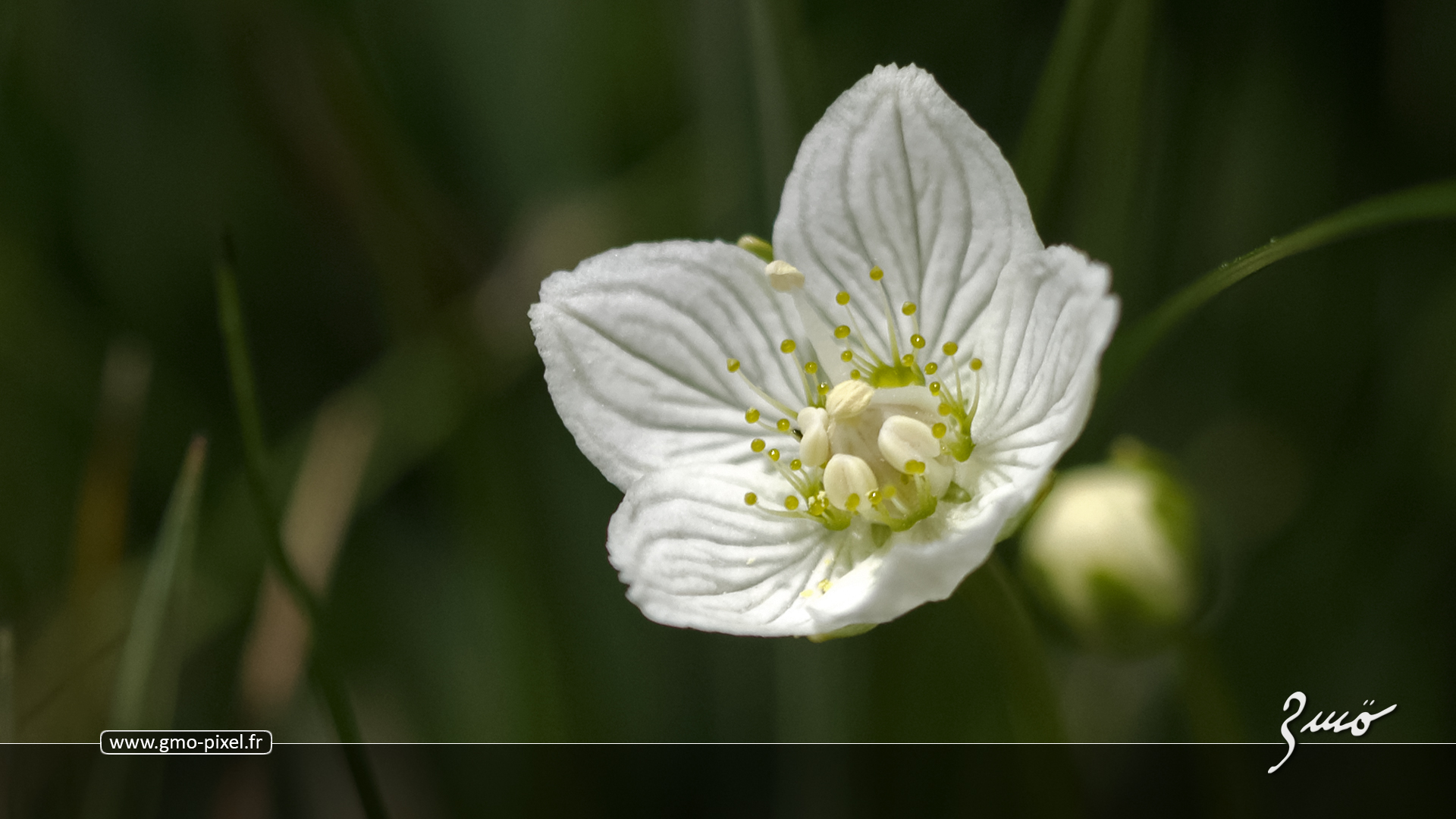 Wallpapers Nature Flowers Parnassie des marais