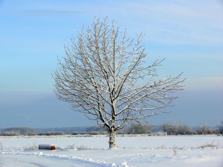 Fonds d'cran Nature Arbres - Forts Wallpaper N328891